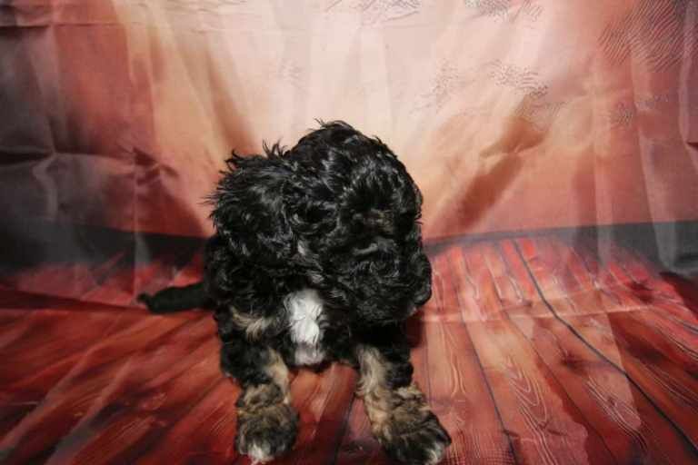Toy Poodle Puppies - Image 3 of 5