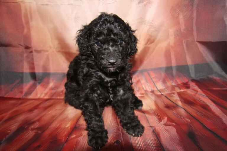 Toy Poodle Puppies - Image 4 of 5