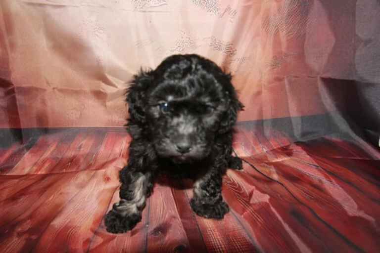Toy Poodle Puppies - Image 5 of 5
