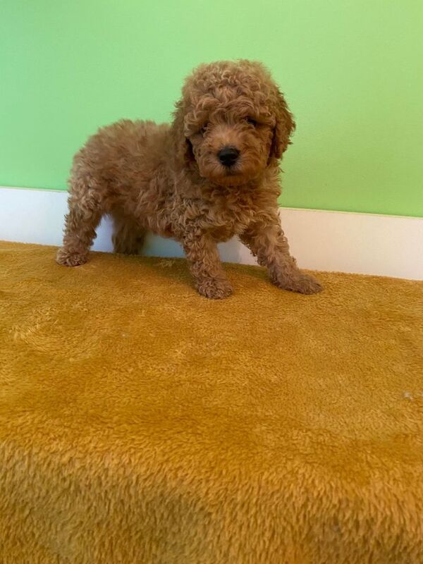 Toy poodle puppies