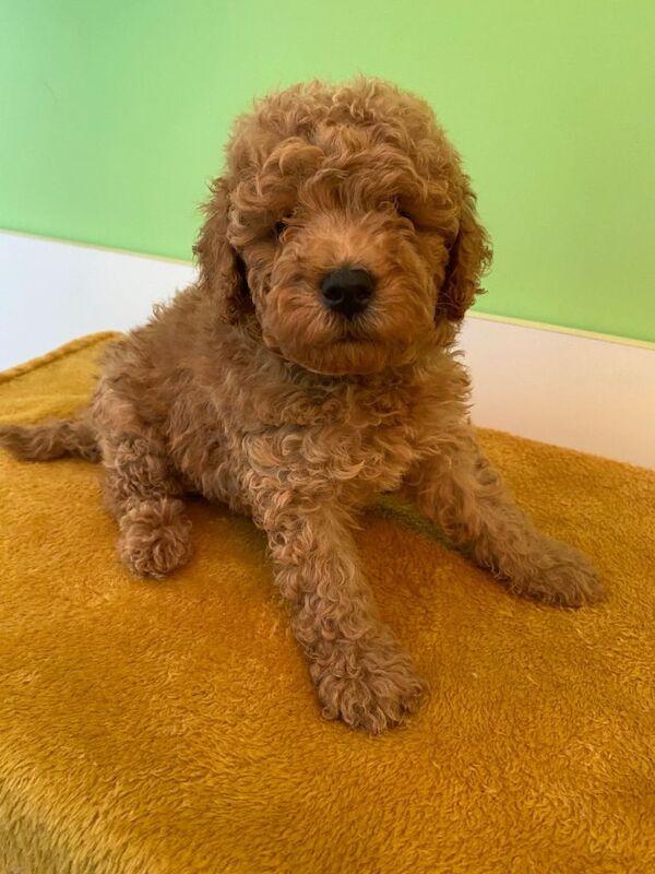 Toy poodle puppies - Image 3 of 4
