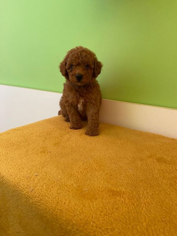 Toy poodle puppies - Image 4 of 4