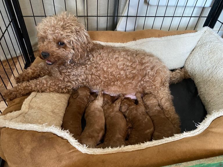 Poodle Puppies For Sale