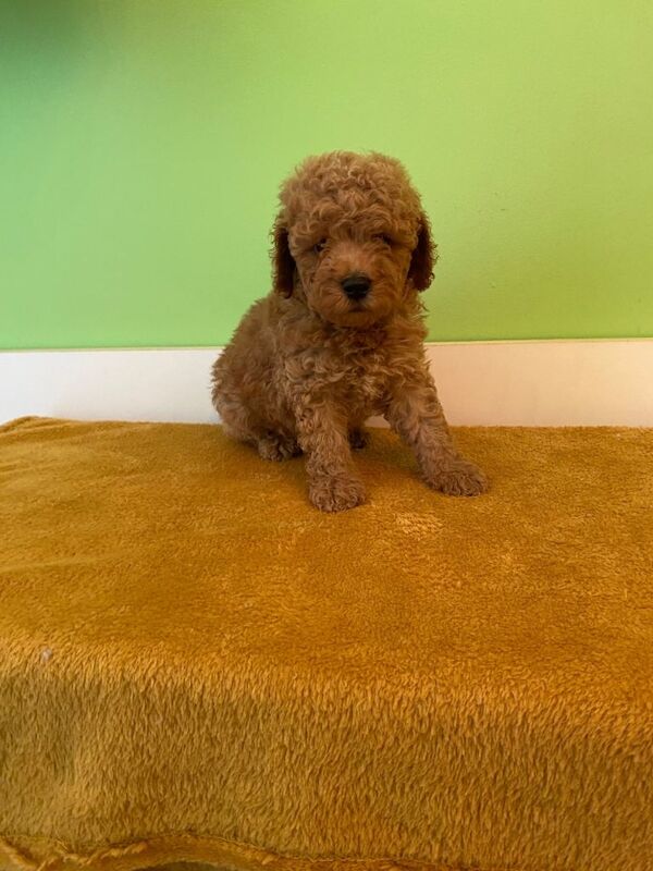 Toy Poodle Puppies - Image 2 of 6