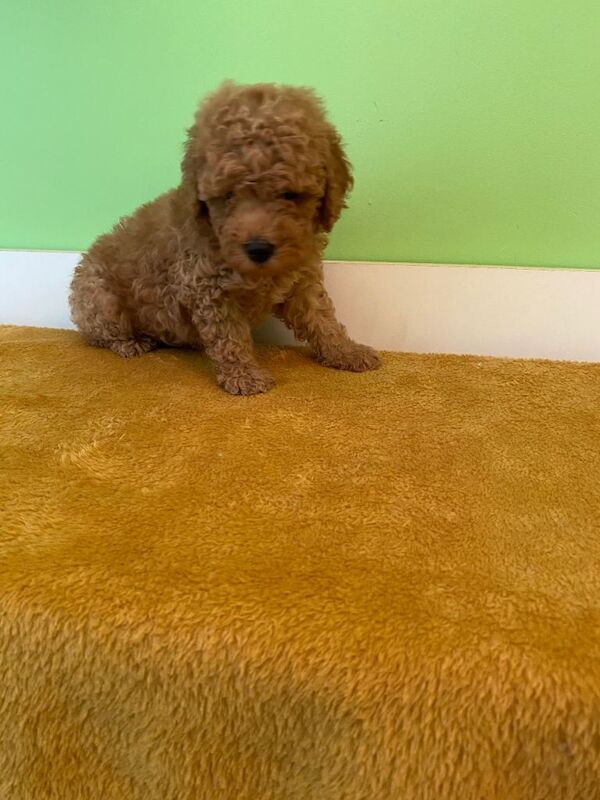 Toy Poodle Puppies - Image 3 of 6