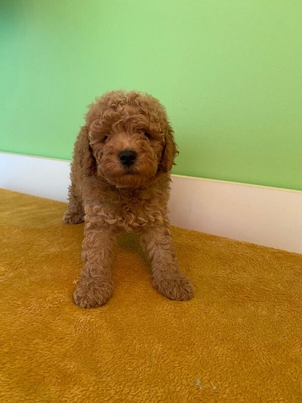 Toy Poodle Puppies - Image 4 of 6