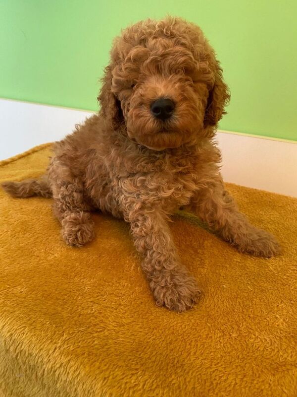 Toy Poodle Puppies - Image 5 of 6