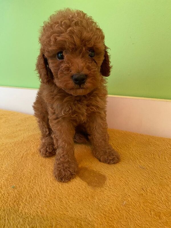 Toy Poodle Puppies - Image 6 of 6