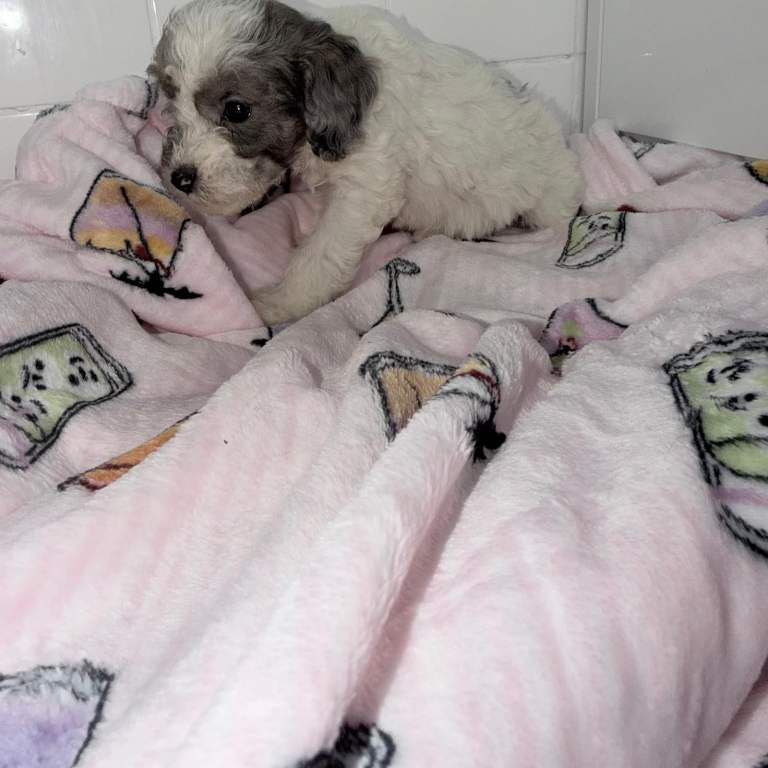 Poodle Puppies For Sale