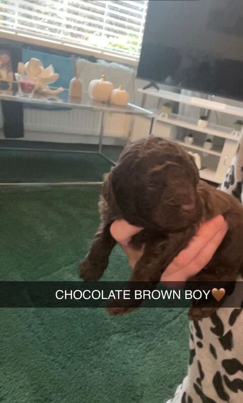 Toy poodle puppies