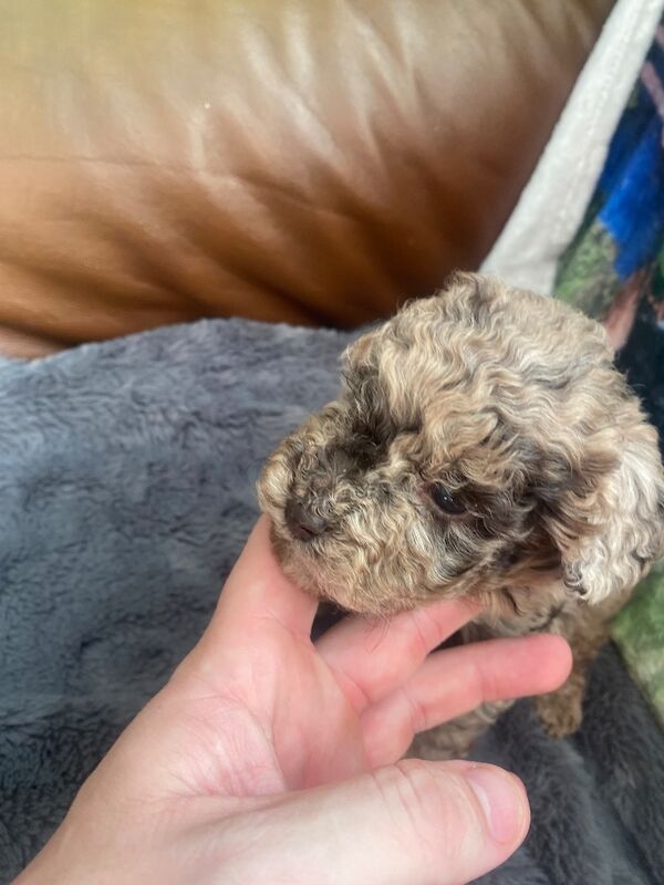 Toy poodle puppies