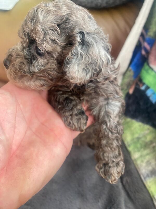 Toy poodle puppies - Image 2 of 14