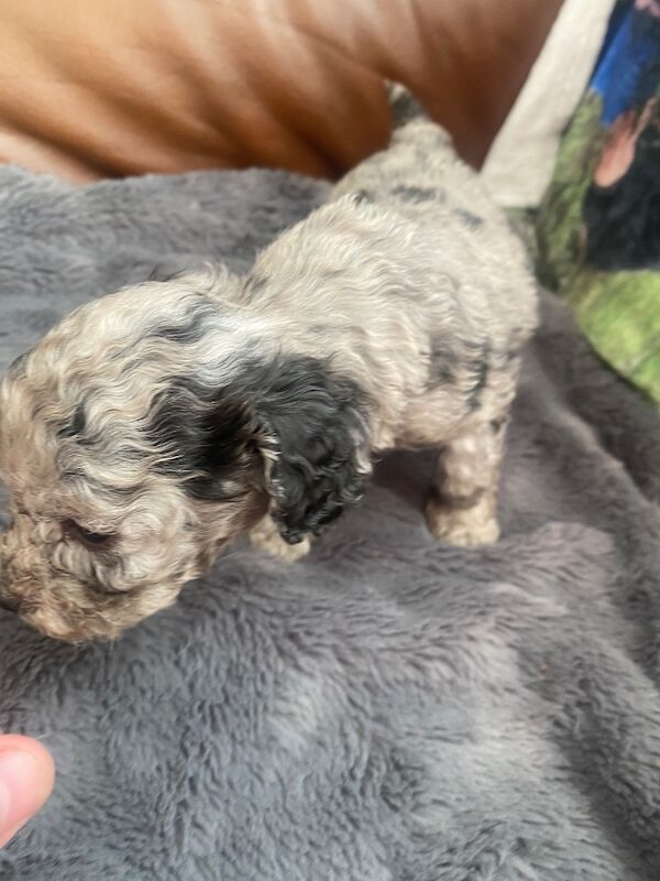 Toy poodle puppies - Image 3 of 14