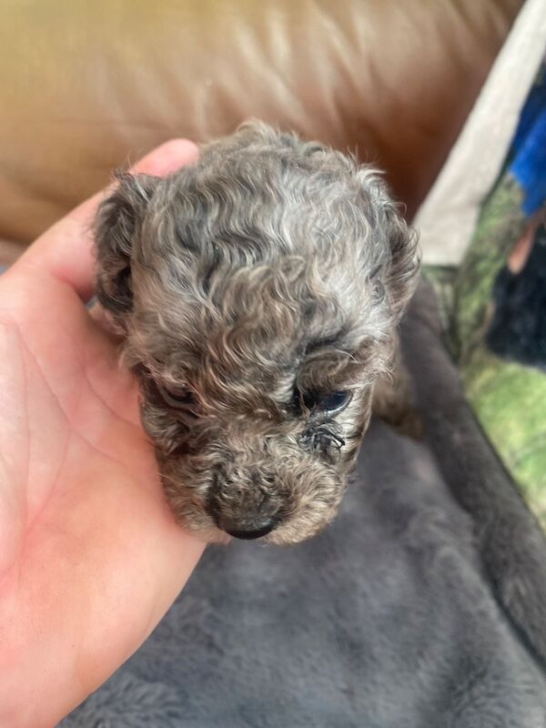 Toy poodle puppies - Image 4 of 14