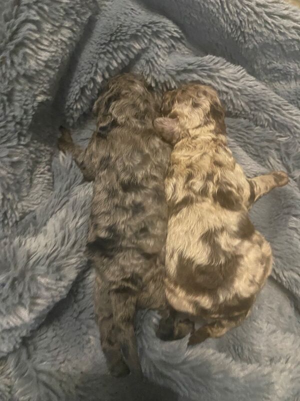 Toy poodle puppies - Image 7 of 14