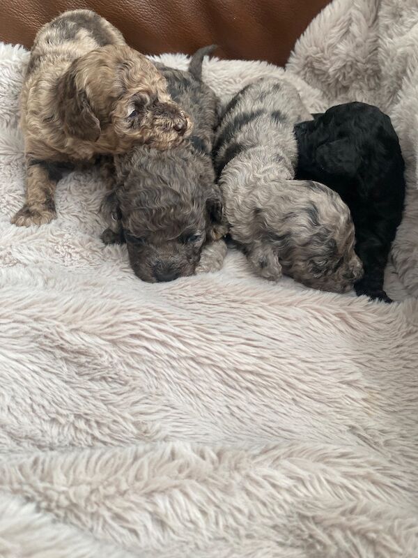 Toy poodle puppies - Image 8 of 14