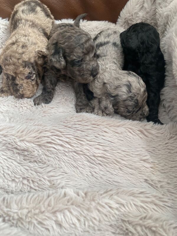 Toy poodle puppies - Image 10 of 14
