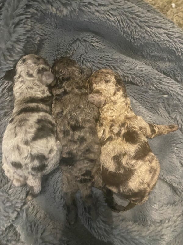 Toy poodle puppies - Image 11 of 14