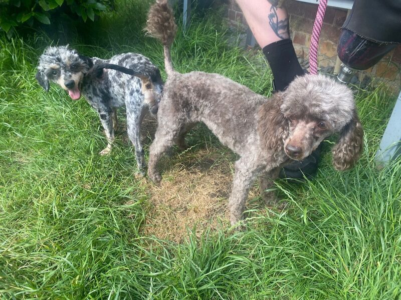 Toy poodle puppies - Image 13 of 14