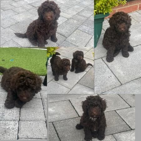 Poodle puppies for sale in Stockport, Greater Manchester – 1 year old - Image 1 of 5