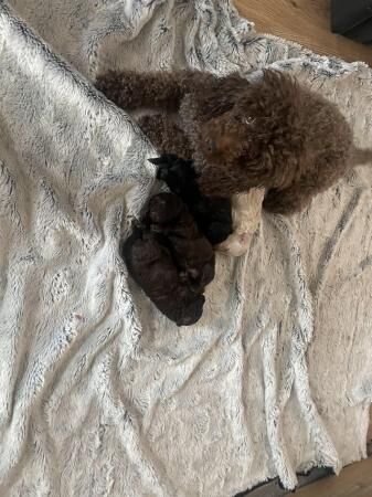 Poodle puppies for sale in Stockport, Greater Manchester – 1 year old - Image 2 of 5