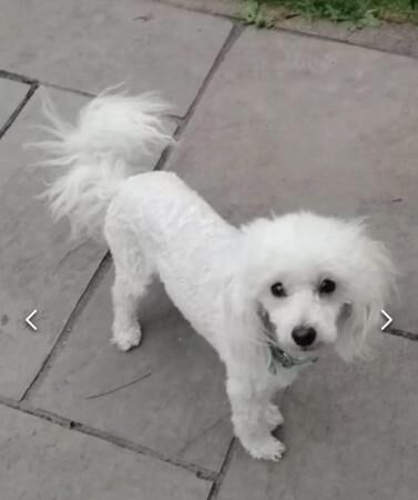 Poodle puppies for sale in Stockport, Greater Manchester – 1 year old - Image 3 of 5