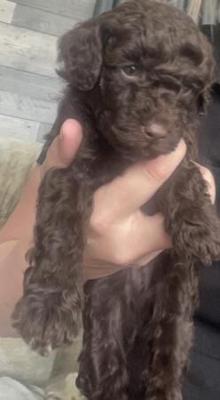 Poodle puppies for sale in Stockport, Greater Manchester – 1 year old - Image 4 of 5