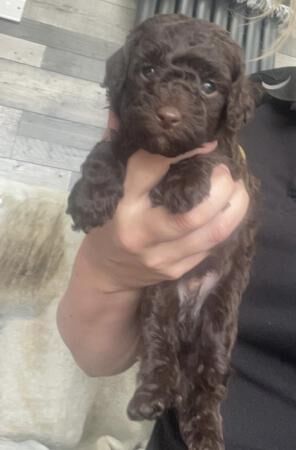 Poodle puppies for sale in Stockport, Greater Manchester – 1 year old - Image 5 of 5