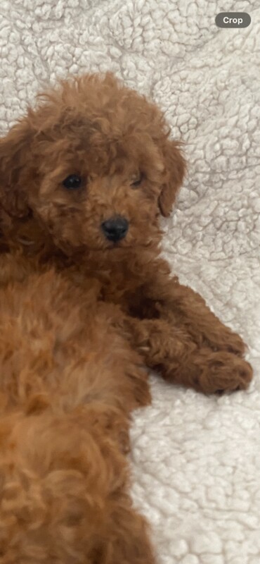 Toy poodle puppies for sale