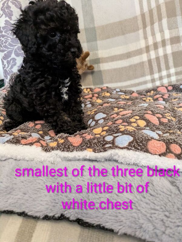 Toy poodle puppies KC registered