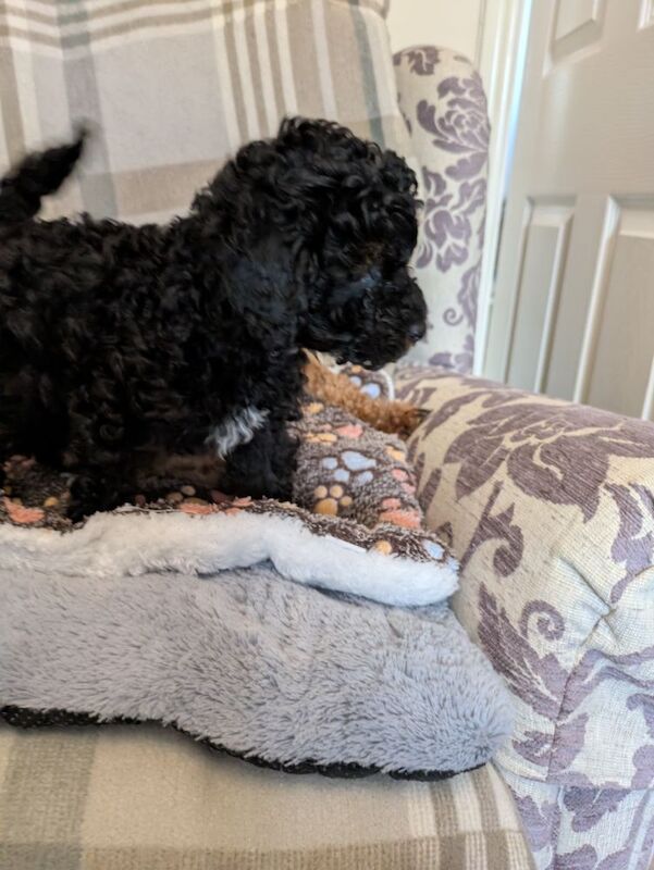 Toy poodle puppies KC registered - Image 2 of 8
