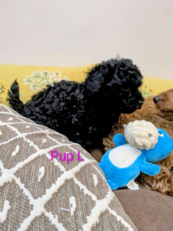 Toy poodle puppies KC registered - Image 3 of 8