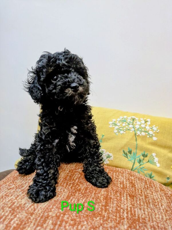 Toy poodle puppies KC registered - Image 4 of 8