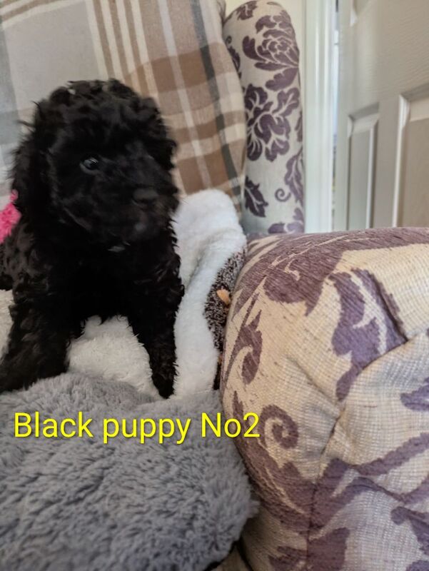 Toy poodle puppies KC registered - Image 5 of 8