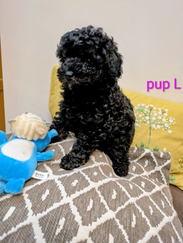 Toy poodle puppies KC registered - Image 6 of 8