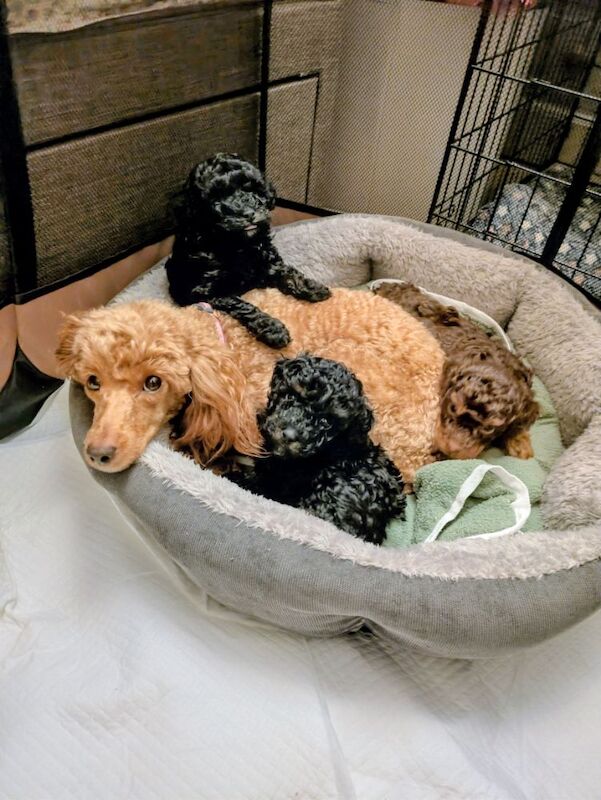 Toy poodle puppies KC registered - Image 7 of 8