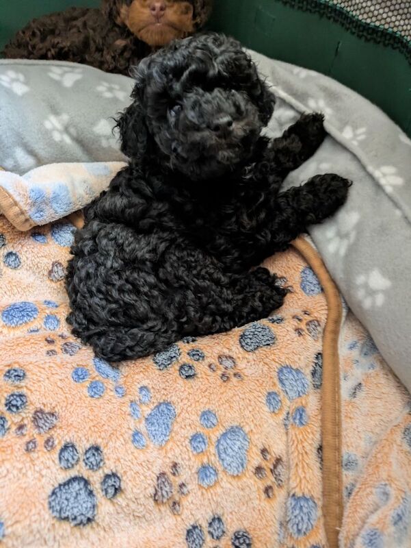 Toy poodle puppies KC registered - Image 8 of 8
