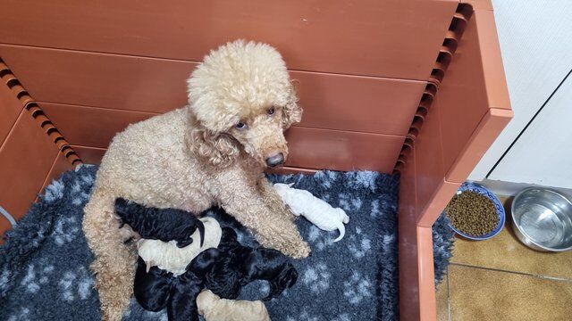 Toy poodle puppies. Male and female for sale in Carnforth, Lancashire