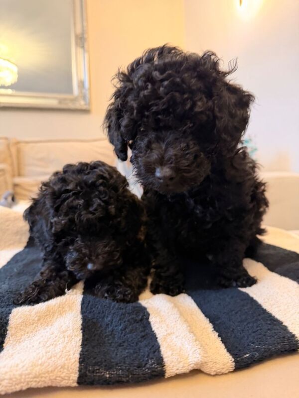 Poodle Puppies For Sale