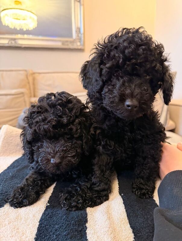 Toy Poodle puppies - READY TO LEAVE - Image 2 of 4