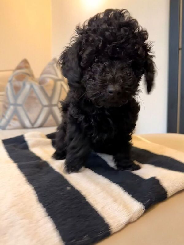 Toy Poodle puppies - READY TO LEAVE - Image 4 of 4