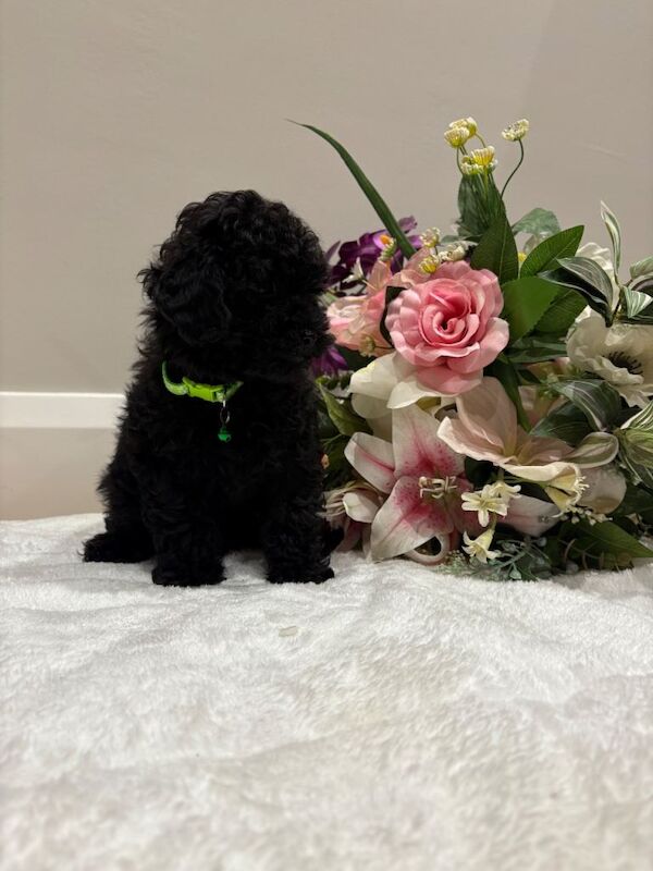 Poodle puppies for sale in Dungannon, County Tyrone β 3 months old - Image 2 of 6
