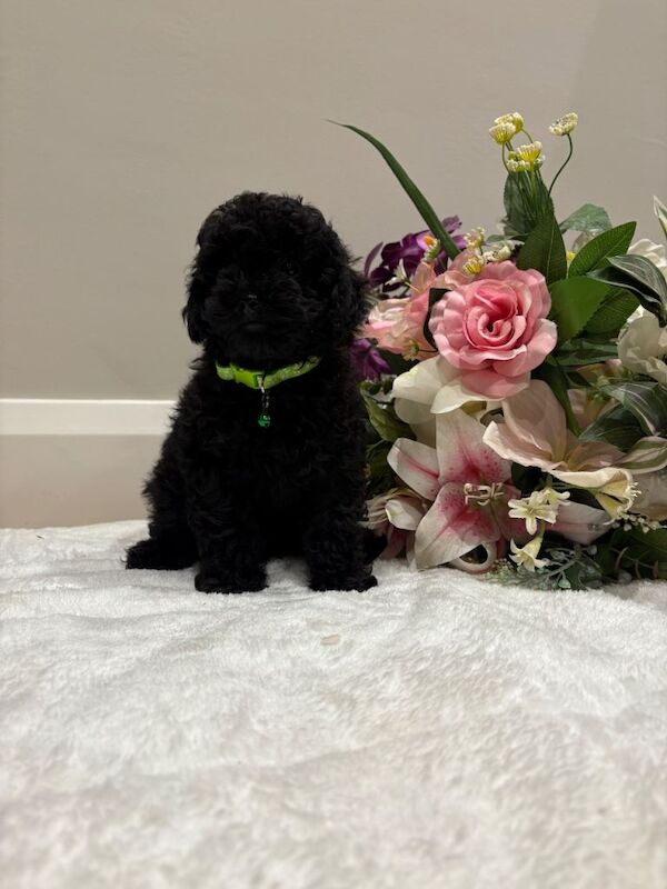 Poodle puppies for sale in Dungannon, County Tyrone β 3 months old - Image 3 of 6