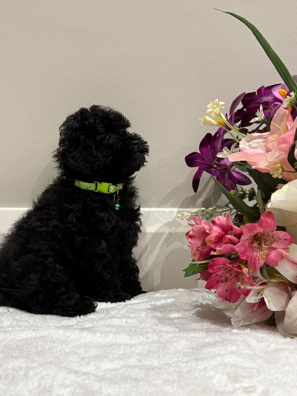 Poodle puppies for sale in Dungannon, County Tyrone β 3 months old - Image 4 of 6