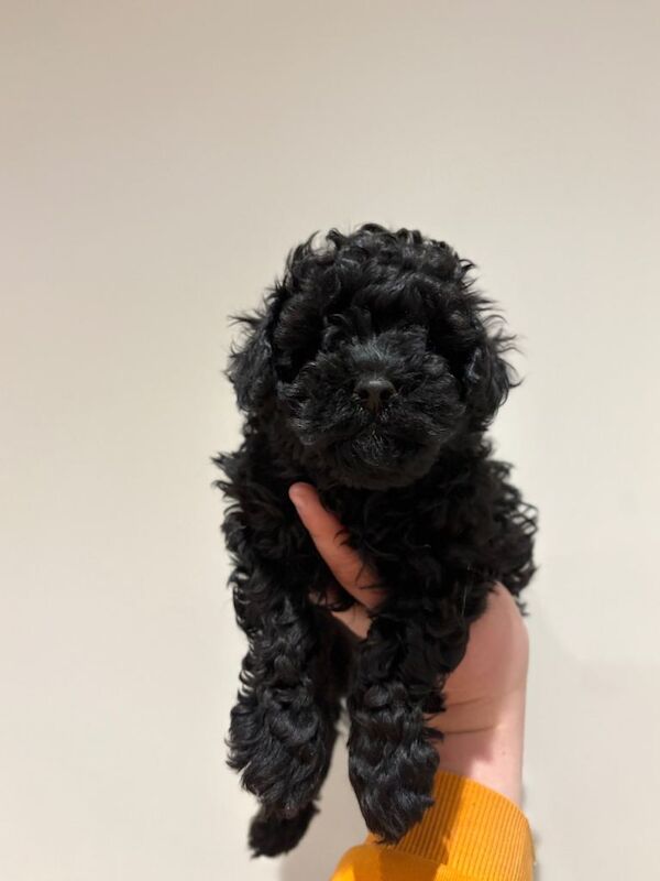 Poodle puppies for sale in Dungannon, County Tyrone β 3 months old - Image 6 of 6