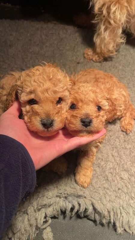 Poodle Puppies For Sale