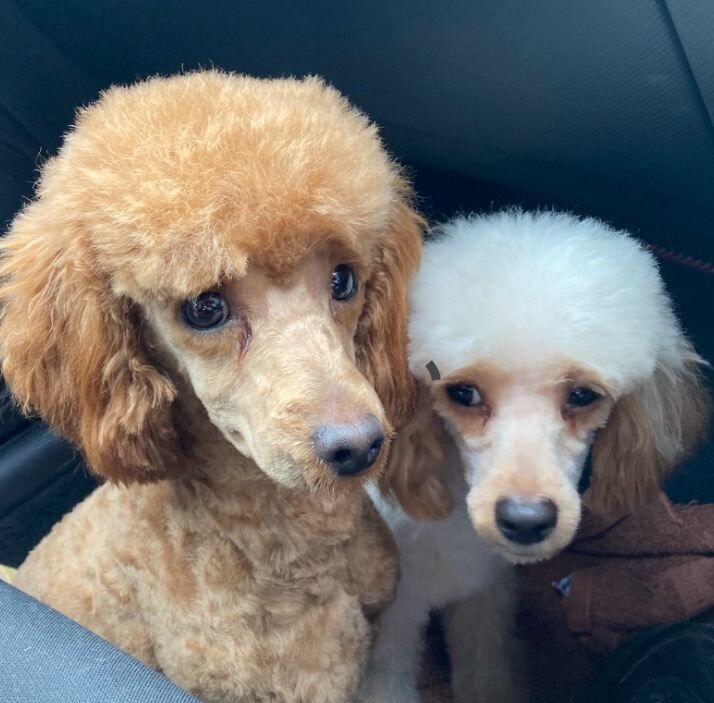 Poodle puppies for sale in Banbridge, County Down – 10 weeks old - Image 2 of 2