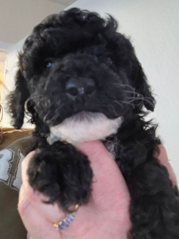 Poodle puppies for sale in Chester, Cheshire – KC registered, 8 weeks old - Image 2 of 5