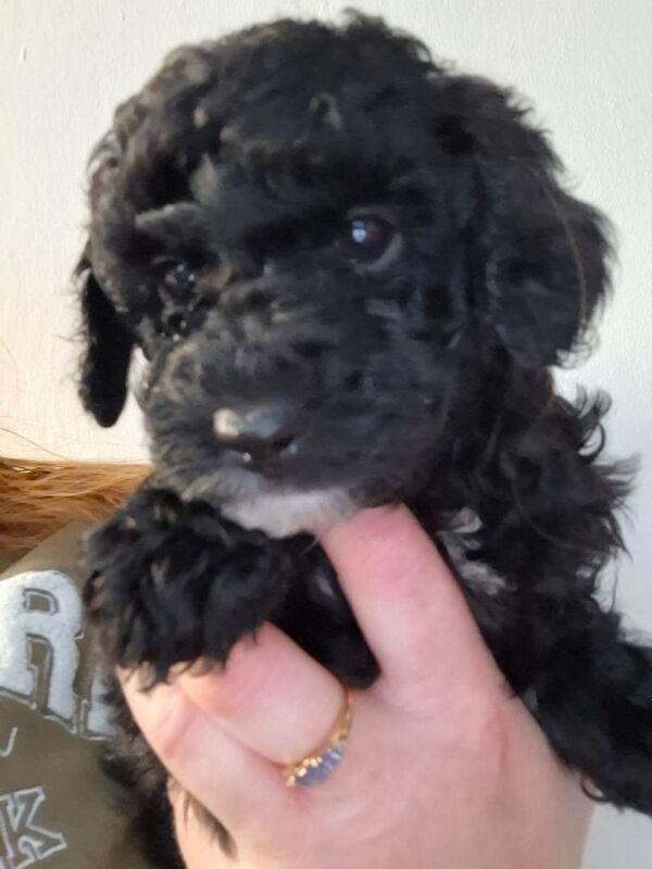 Poodle puppies for sale in Chester, Cheshire – KC registered, 8 weeks old - Image 4 of 5