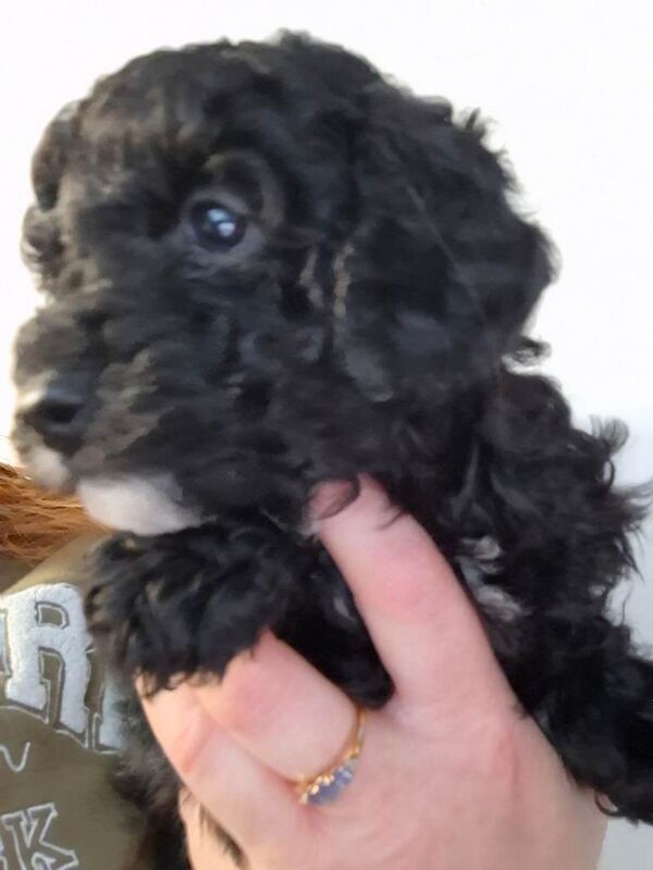 Poodle puppies for sale in Chester, Cheshire – KC registered, 8 weeks old - Image 5 of 5